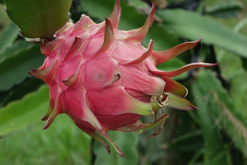 Dragon Fruit Salad